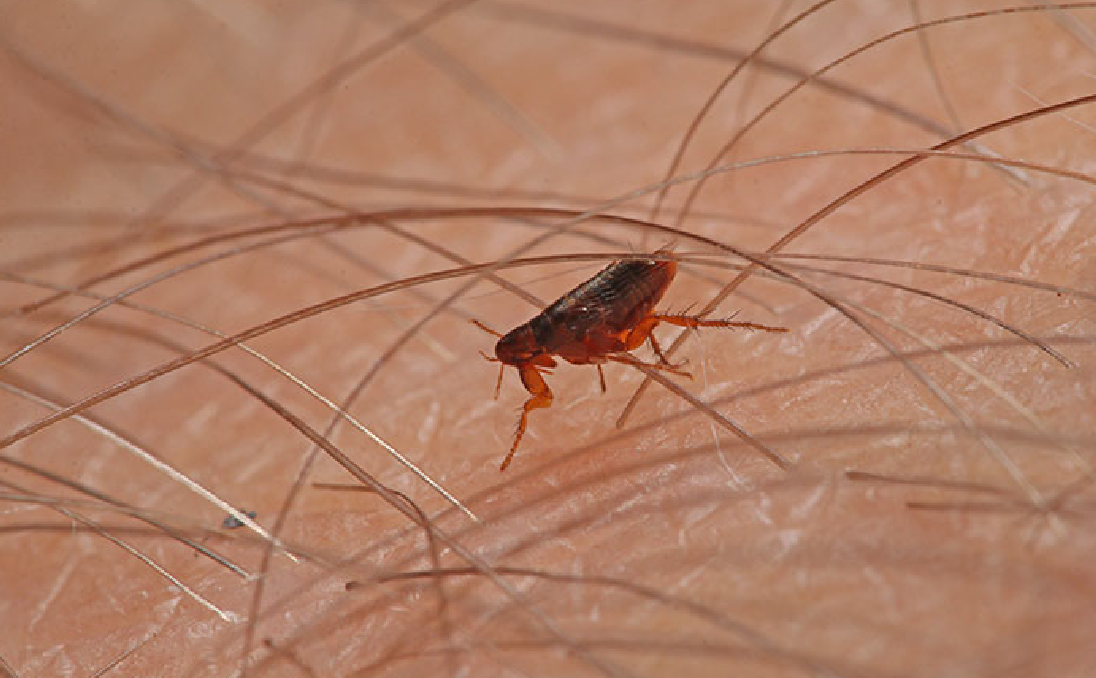 Pulgas em casa? Não trate apenas a picada